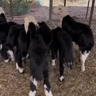 خرفان