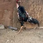 شامو ياباني العمر حول سنه اط ير. يبدل ريش. مع الصيف