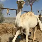 بكره كفو
