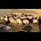 غنم نعيم مطاف يل