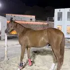 خيل البيع