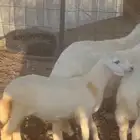 خرفان ورخال