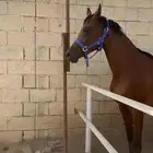 فرس شعبي