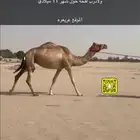 متلي هجن على سياف القعيمي