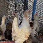 دجاج بلدي صيصان