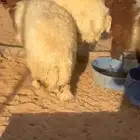 غنم