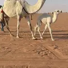 للبيع خلفه وضحا