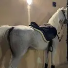 حصان شعبي فاخر