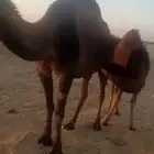 بكره فل شحم الموقع ام الدوم العمر 7 شهور