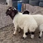 طليان نعيم