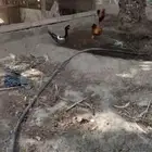 دجاج للبيع