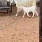 عنز مشروكه خلفه جرم فاخر