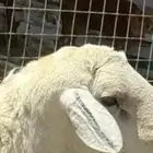 فحل حري سديس صنف حلال الصياد
