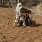 عنز فاخره معها 3 وجدل