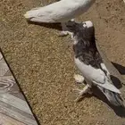 طيور حمام زينه