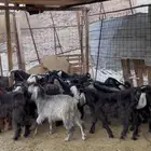 بهم تيوس وجفار للبيع