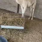 للبيع بكره رمانيه