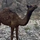 بكره على حليب امها والربيع فل شحم ولحم