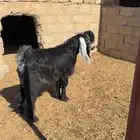 تيس جذع مشروع فحل