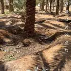 نخل للبيع الموقع وادي الدواسر