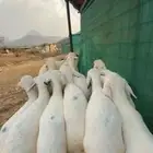 بهم حري فاخر