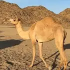 بكره حره