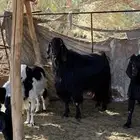 فحل عارضي