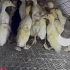 بط بكيني
