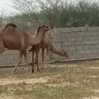 بكره وقعود