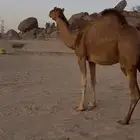 بكار سواحل لقح