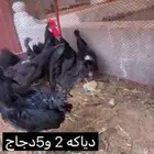 طقم اسود بياض شرط صح ونضافه الموقع القرين