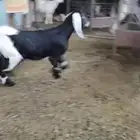 تبسين لبانيه انتاج المراح تحت امهاتهم مغلقه