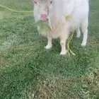 فحل قزم ابيض للبيع