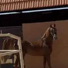 خيل عربي واهوه