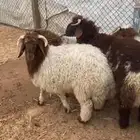 ذبايح نعيم جبر ظهر وطرف