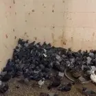 حمام