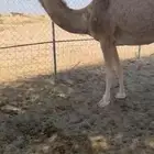 للبيع بكار كفووو وأصولها كفو