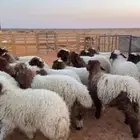 نعيم