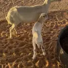 رفيديه متبع