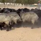 غنم عرب صنف