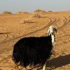 نعجه للبيع