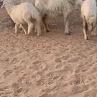 غنم نجديه عبس