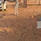 خلفه بكر وضحاء