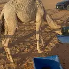 بكره للبيع قصب العمر 8 شهور والبيع سمح موقع الرحمانيه الخرج