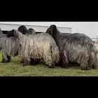 مراح غنم دغم فواخر تبارك الرحمن