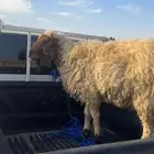 فحل نعيمي اجم يقرع وينسف شتل سنه ثني