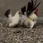 دجاج جبنيز