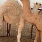 حشو
