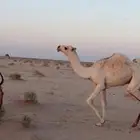 قعود كفو
