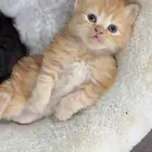 قط شيرازي للبيع